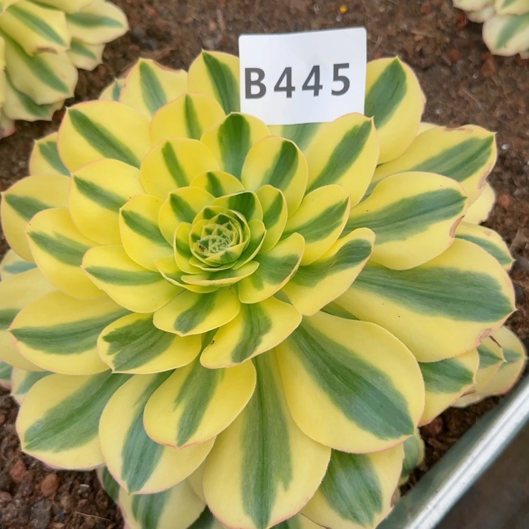 8****0445绿珀脱土发货