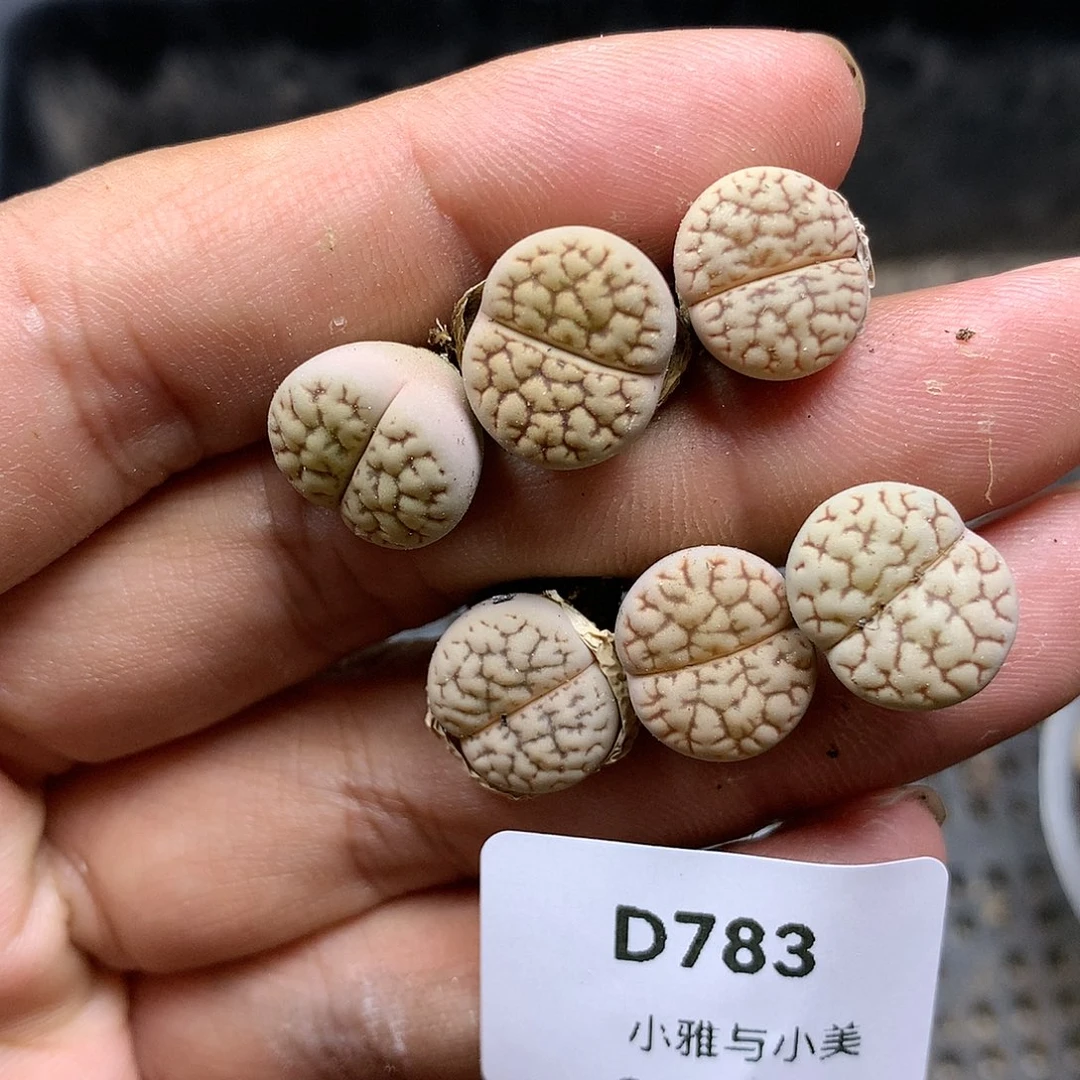 D783多肉植物保护