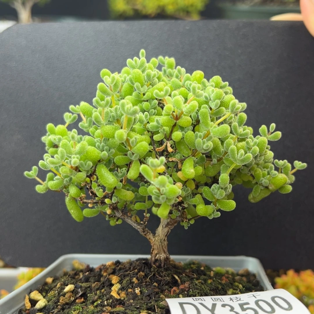 dy3500直杆双叉老桩翡翠冠幅10cm