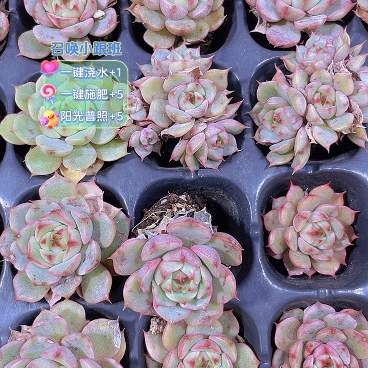 笨巴蒂斯【满10颗包邮】