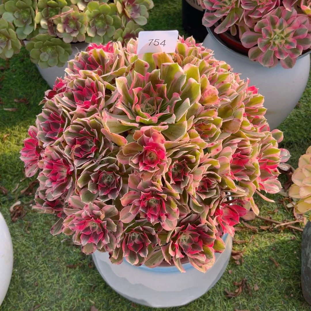 754男神法师多肉植物