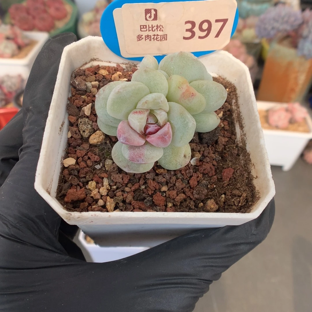 397 下播福利多肉多肉