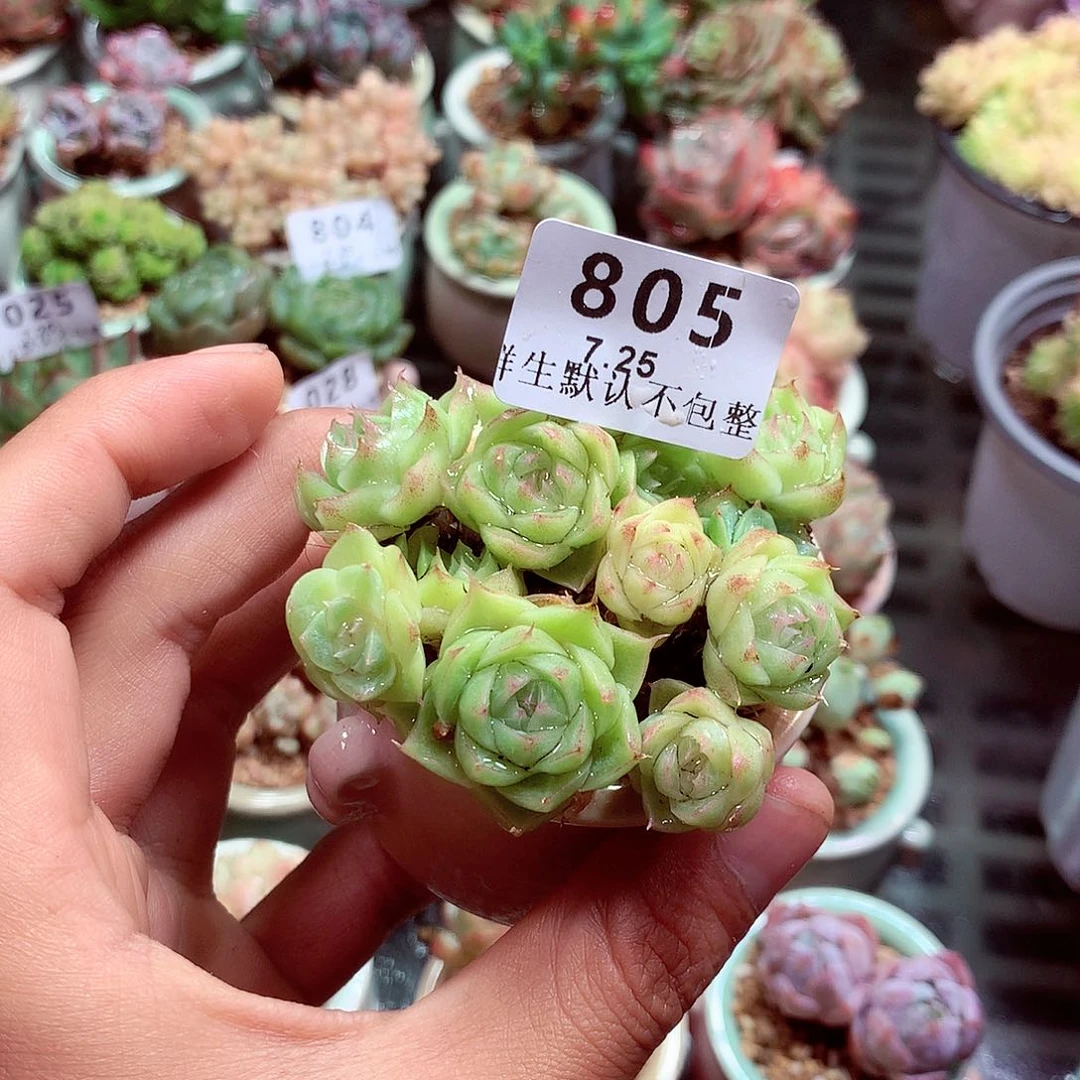 精控拇指盆多肉7.25805