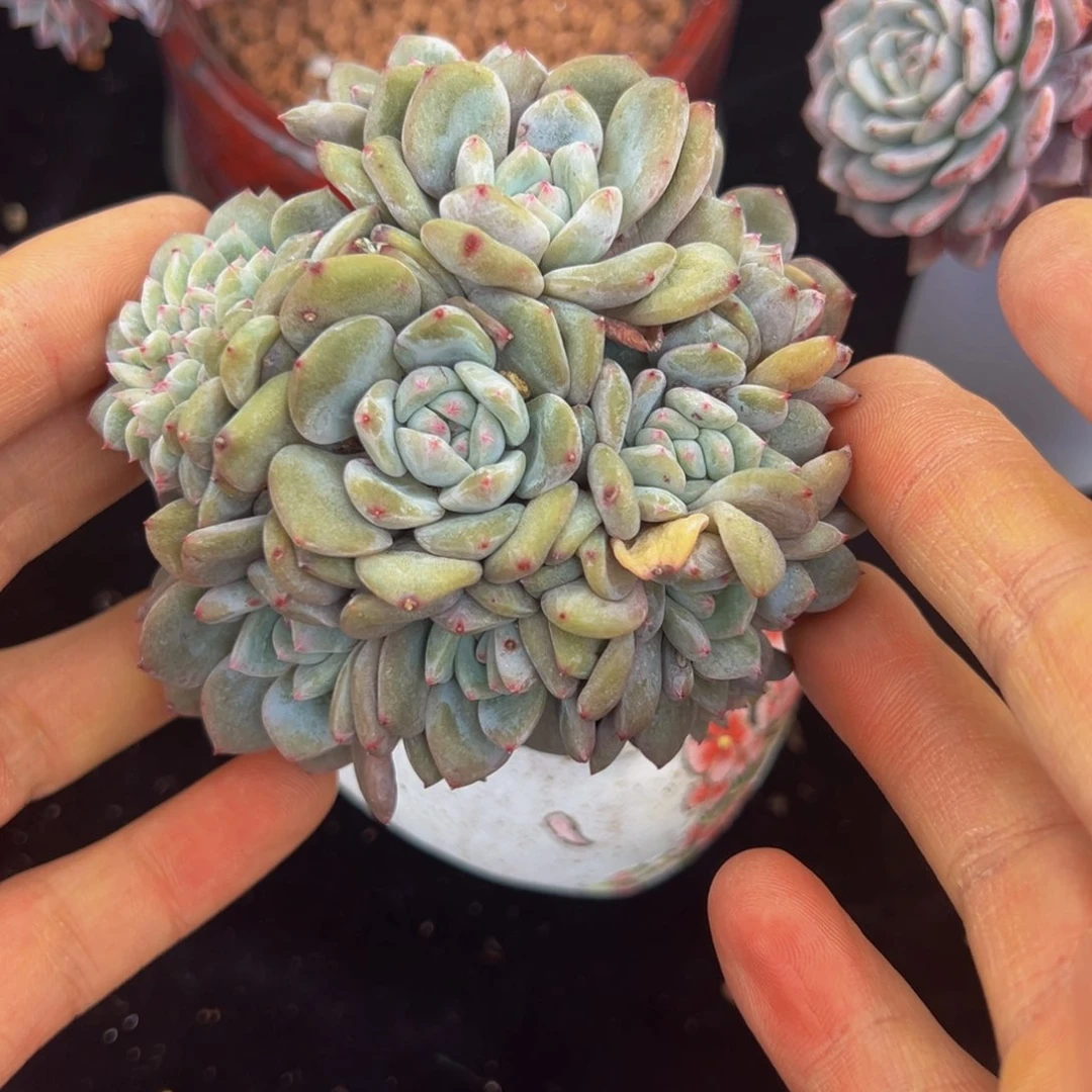 新年快乐 新年快乐