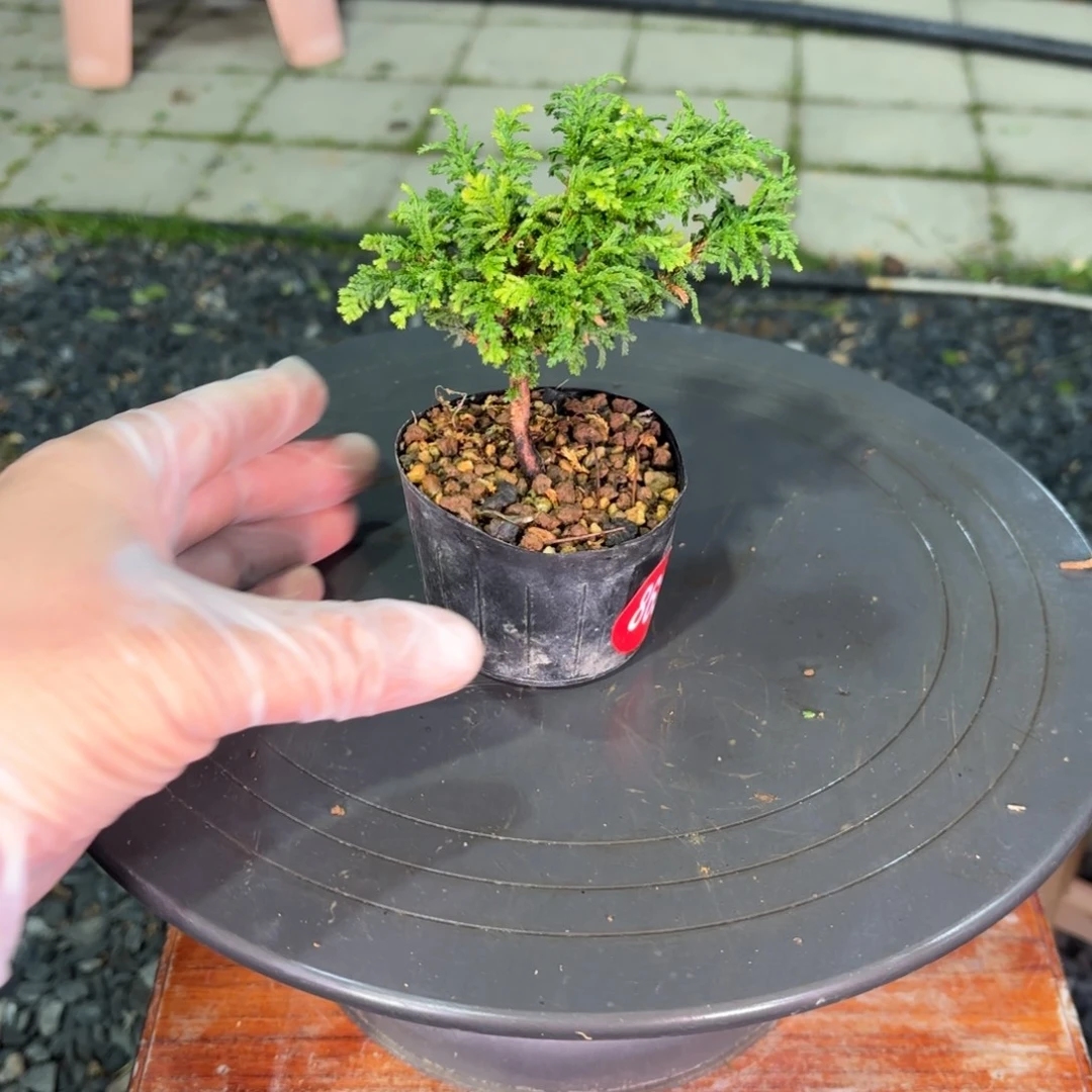 宋***波全场盆景865号包邮