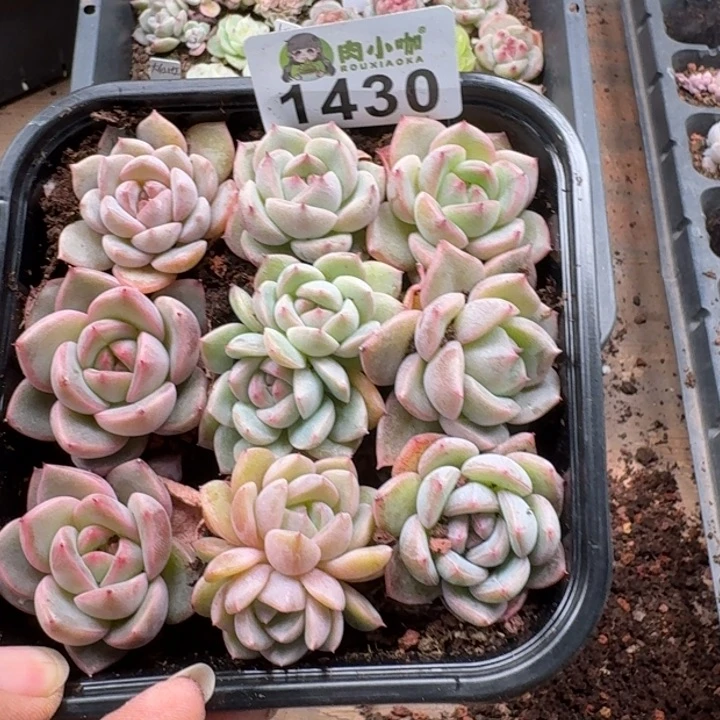 多肉植物多肉植物