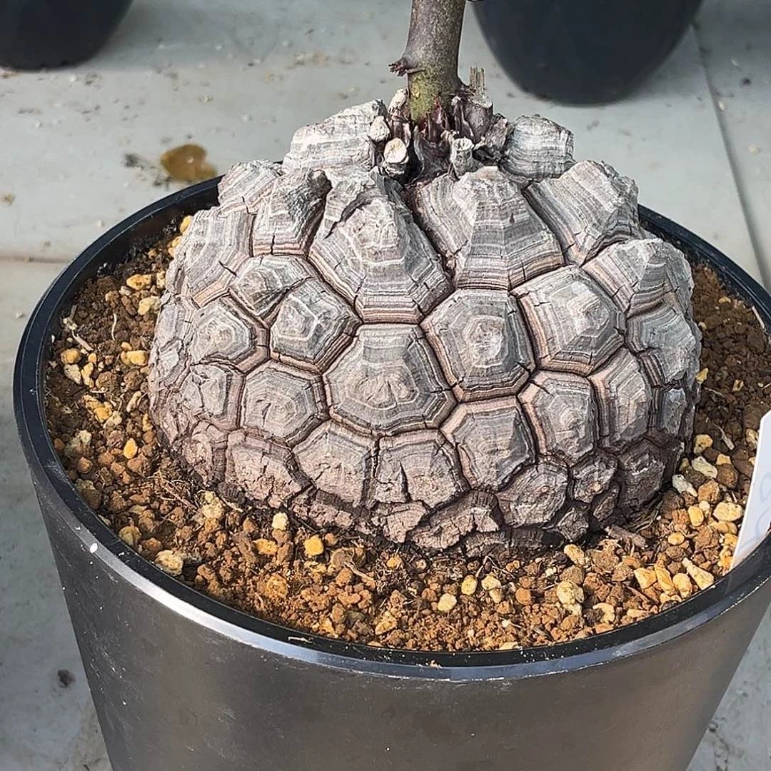 优选黑皮剑甲南非龟，14.6公分