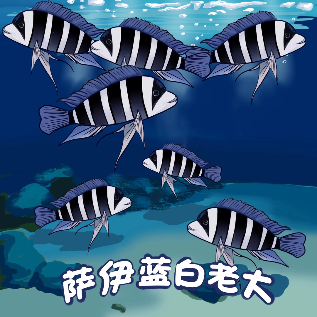 非洲坦噶尼喀湖野生萨伊蓝六间（摩巴区域）