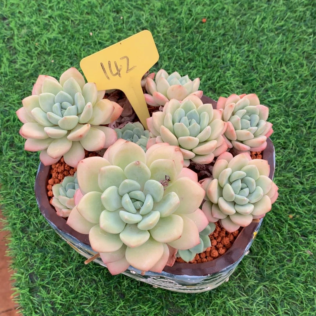 凡***儿带盆拉起雨多肉植物