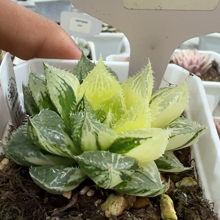 1043号玉露锦宝莲灯多肉
