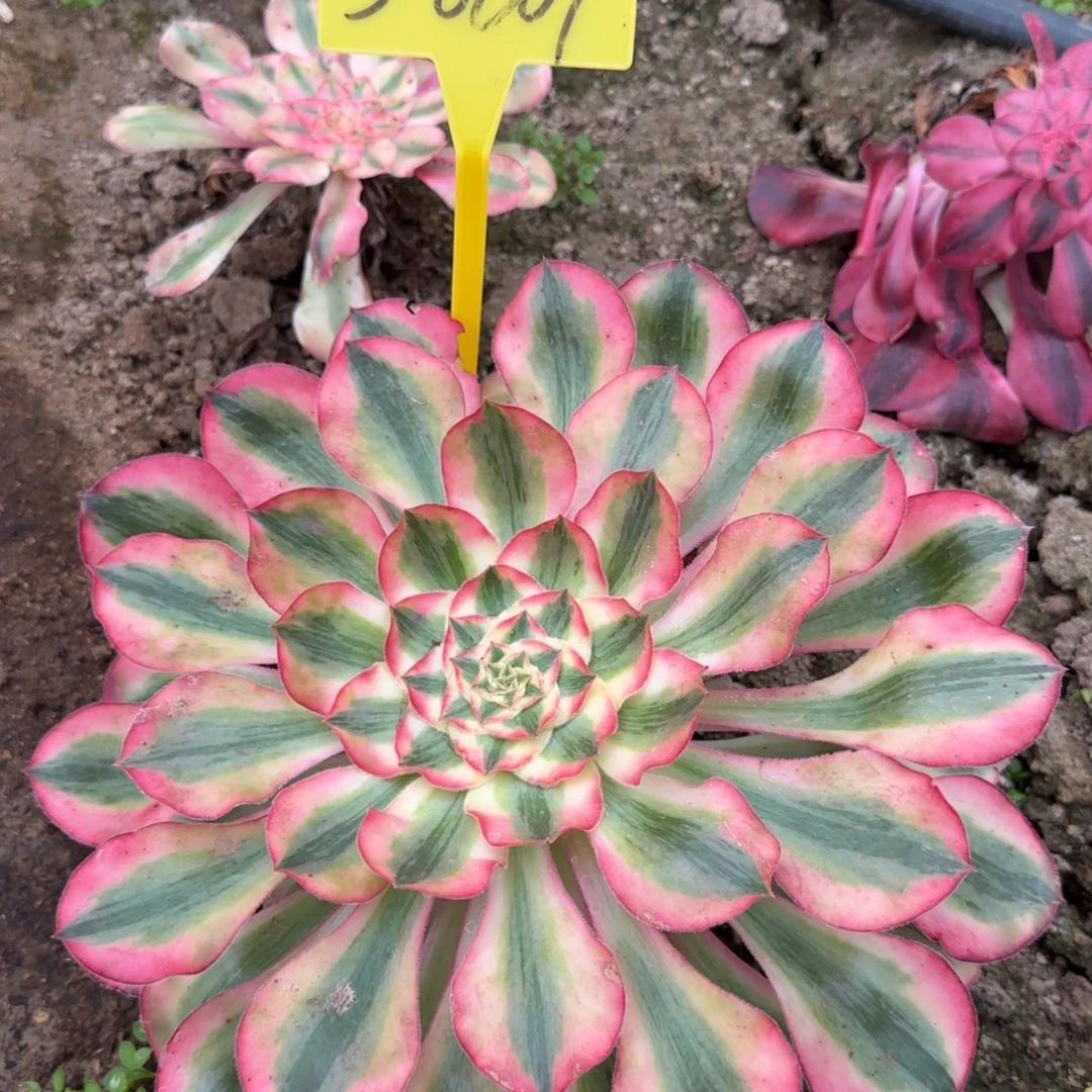 3-8609---爱丽丝多头