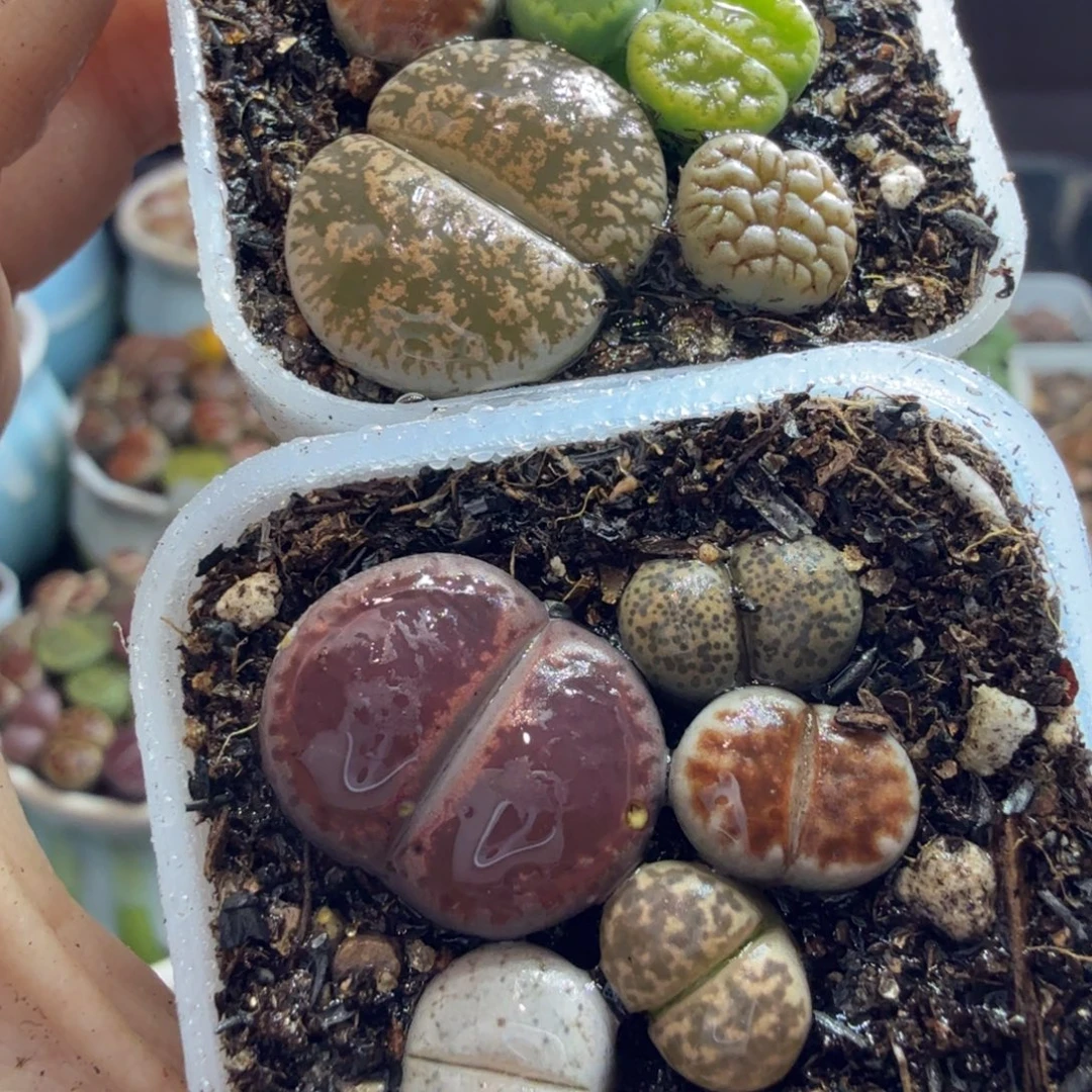 清***臻多肉植物福利来袭冲冲冲840