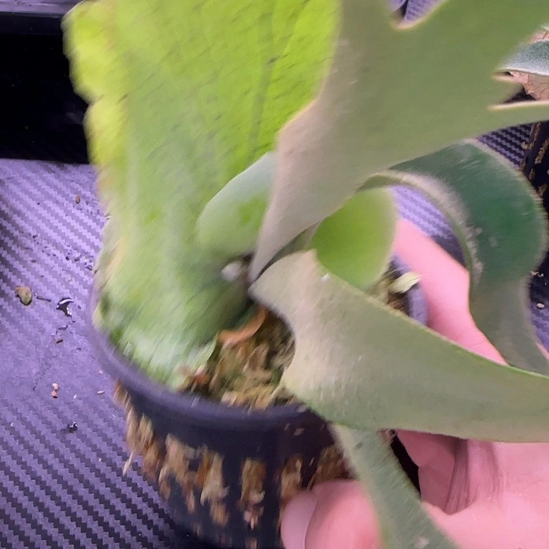 超大颗黄月鹿角蕨