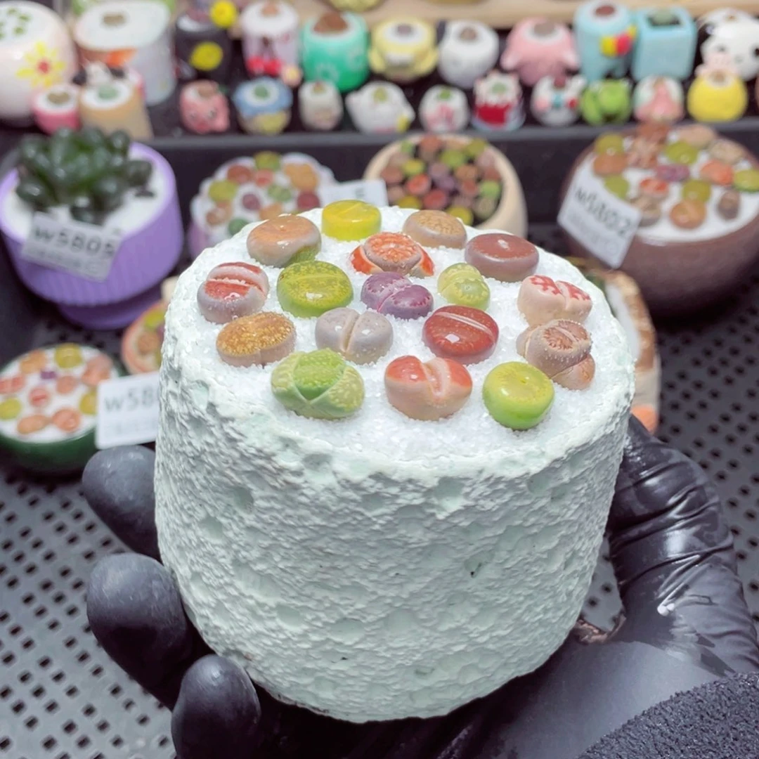 w5808--带盆土发货，零下地区拍保温箱