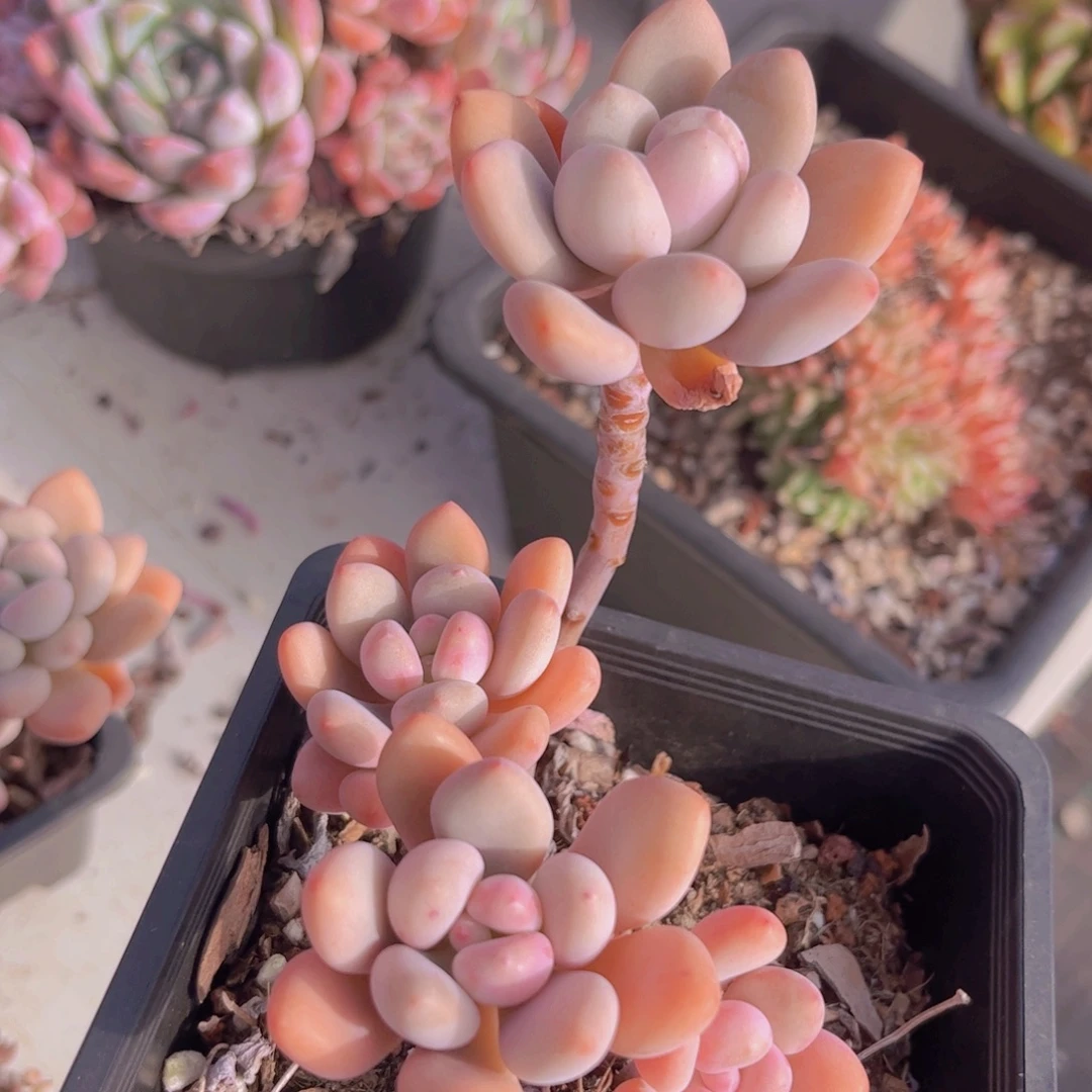 美人杂2905多肉植物