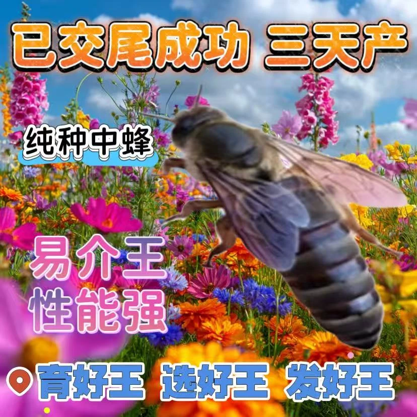 【已开产15天新产王】中蜂开产新王中蜂产卵王交尾蜂王伏牛王强群王