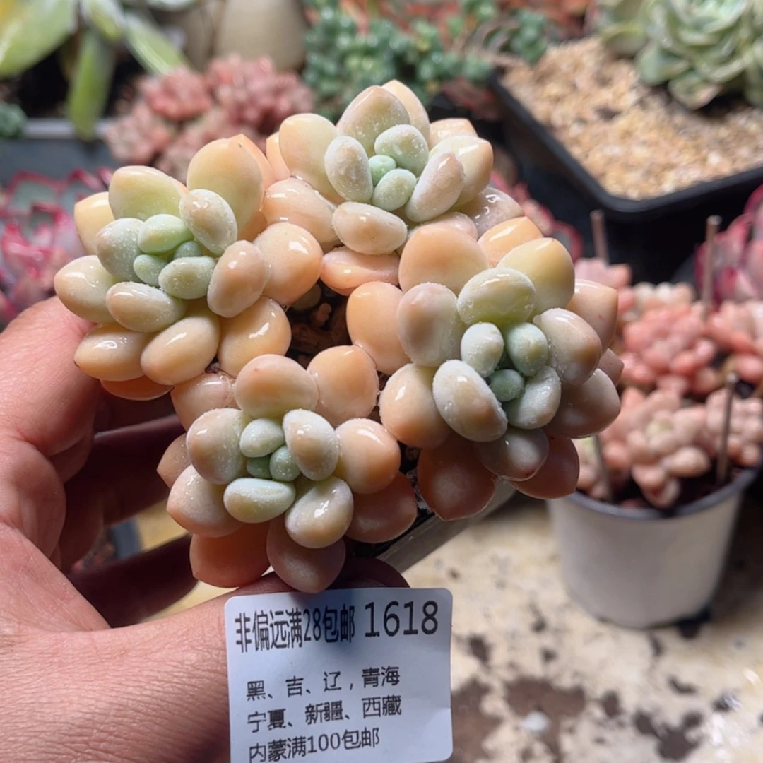 【闪购商品】1618香水洛神