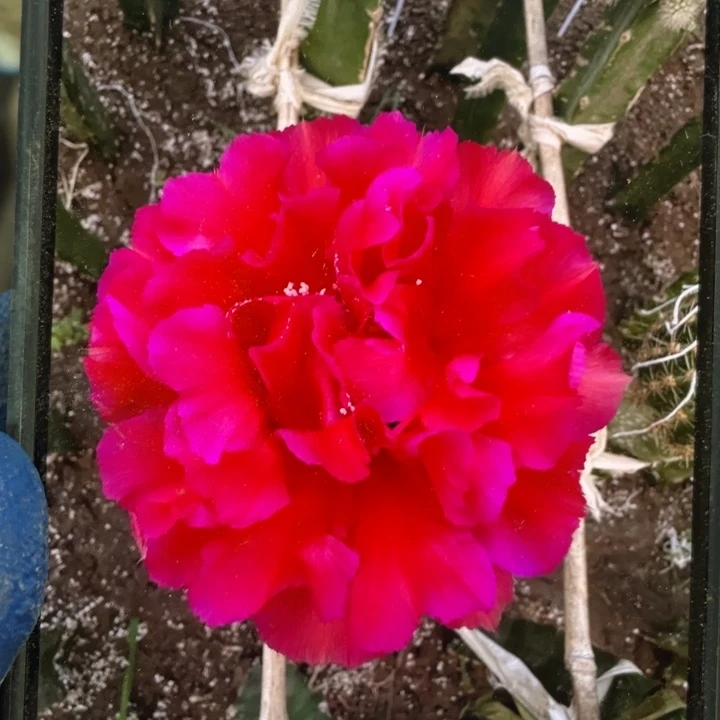 火璃侧芽歪5公分满18包邮