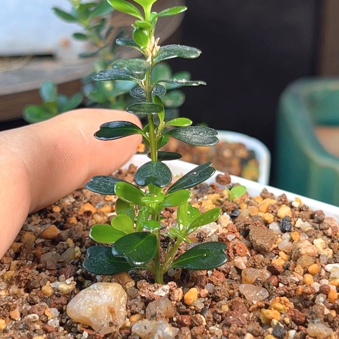 无花朵凤米黄杨凤米黄杨