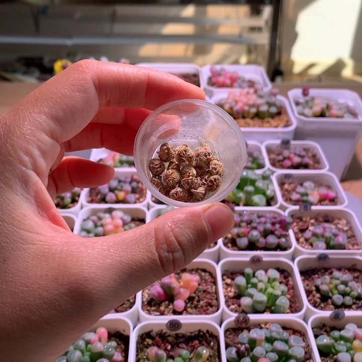 五十铃玉锦种荚2哥