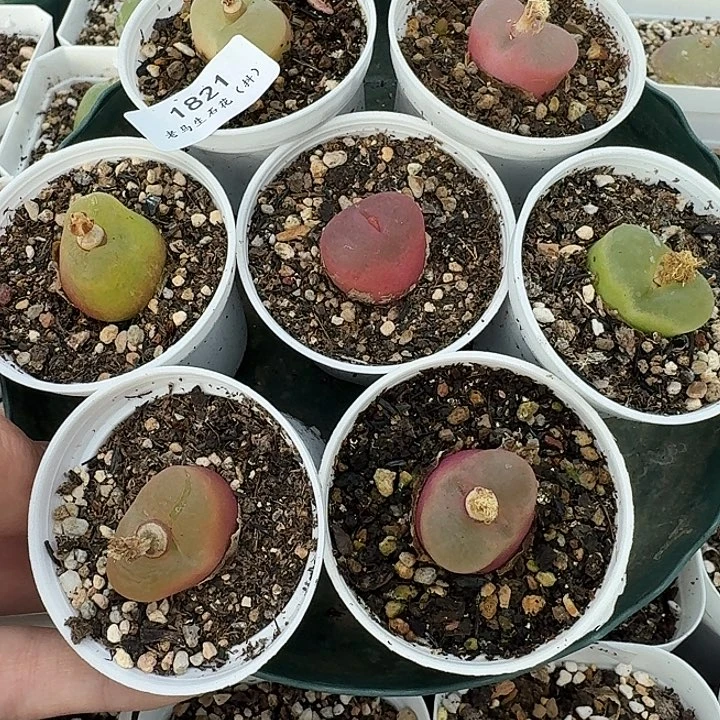 老马生石花彩毛1821