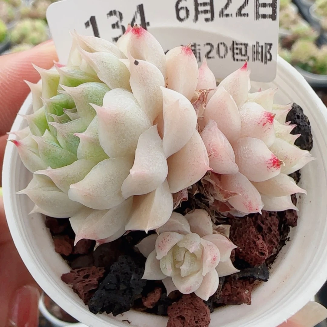 花语逸镜0622-134麦秆