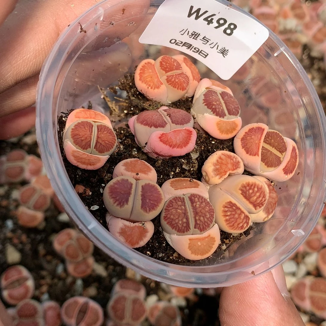 夏**冰W498多肉植物保护