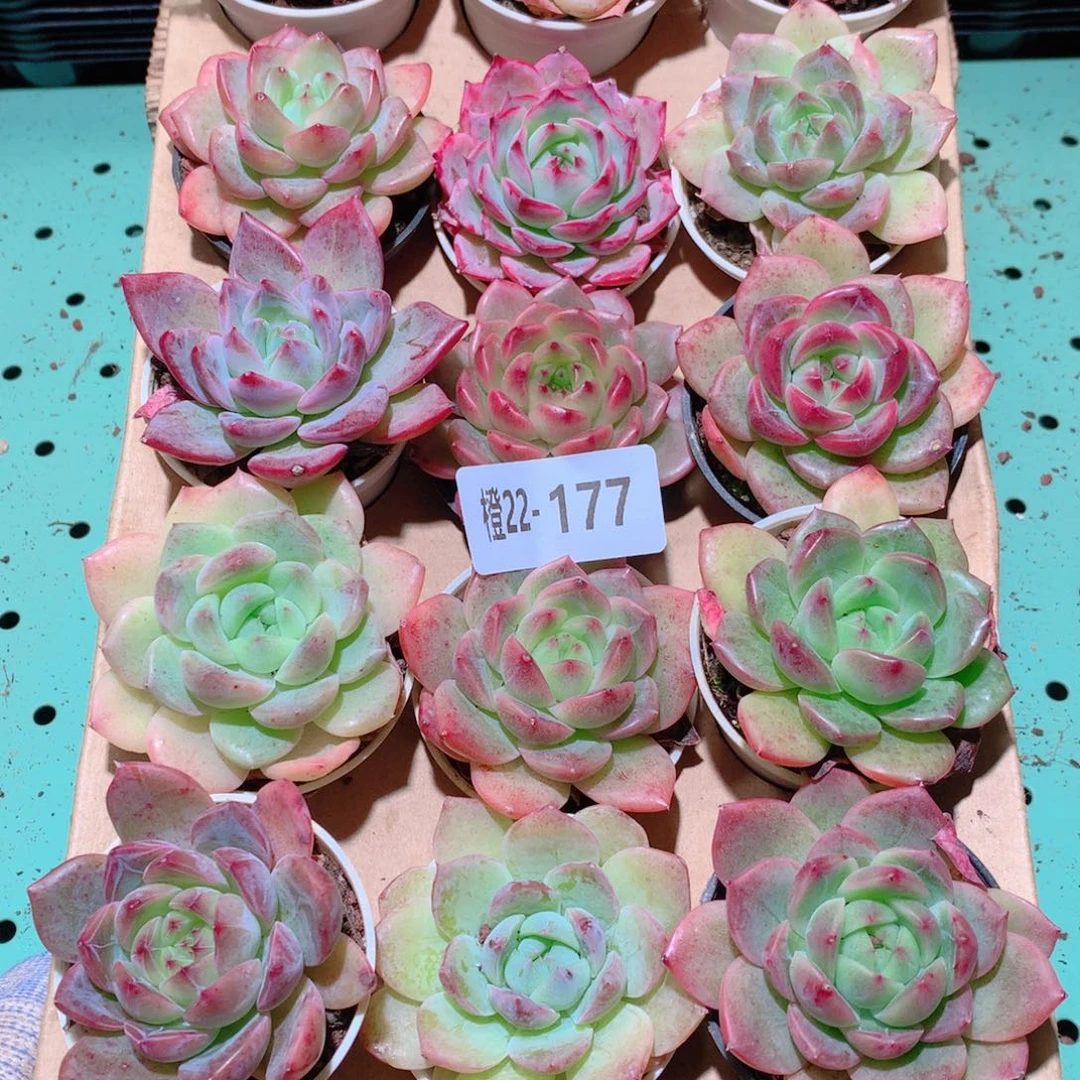 22-177一物一拍多肉带盆18颗