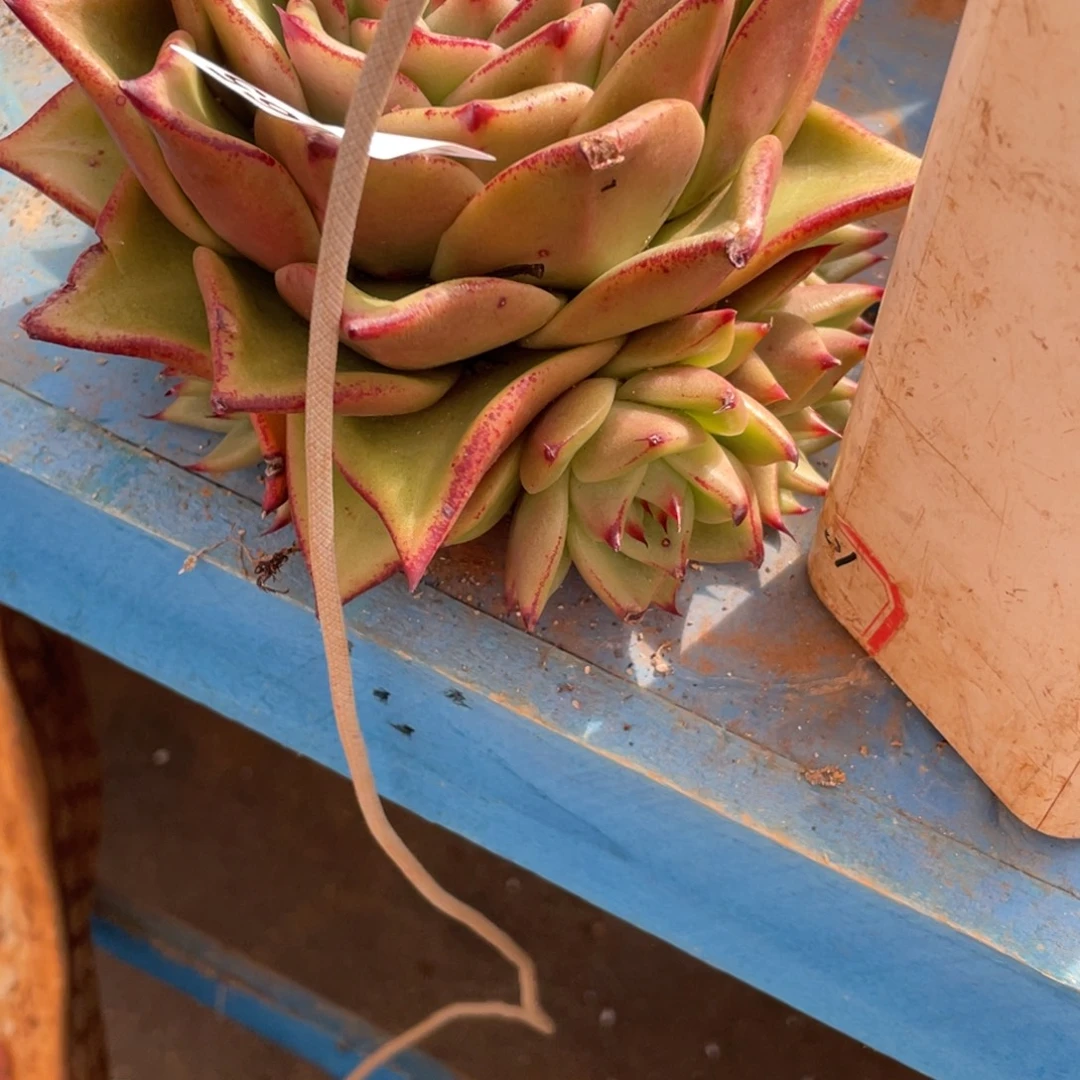 幸***儿无花朵若如东云单拍E1002