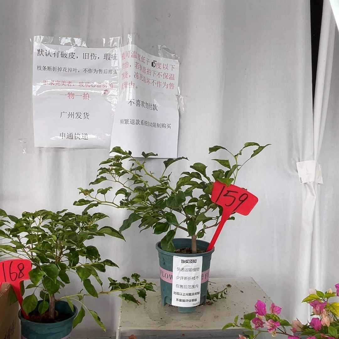 当前无花栽培后可以开花 159蒙黄