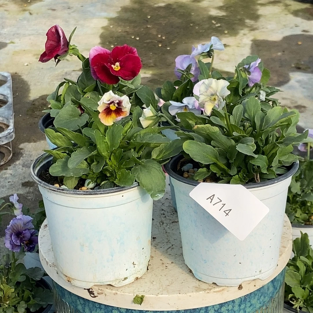 大部分花苞少量开放714