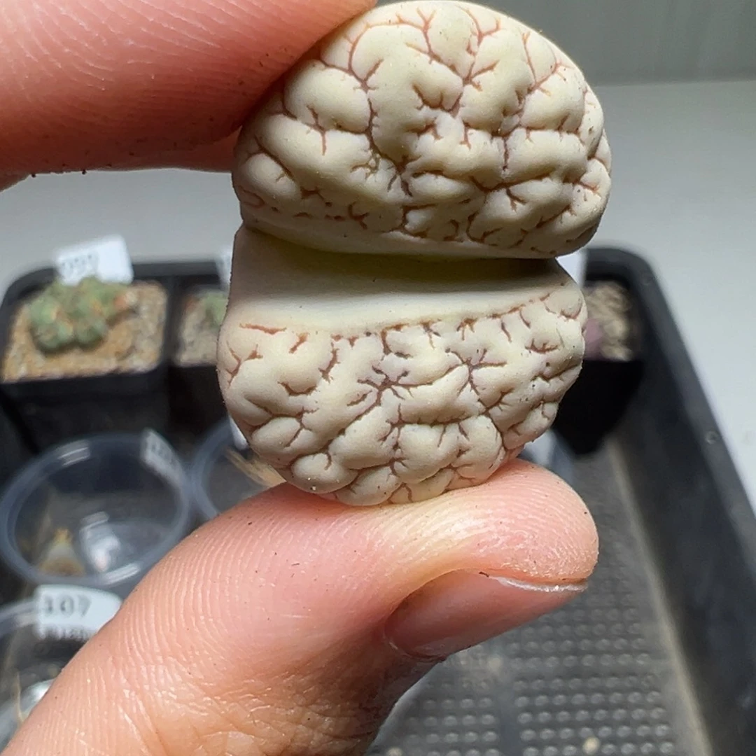 【闪购商品】109……