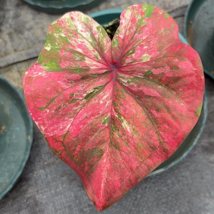 完全开放泰国彩叶芋