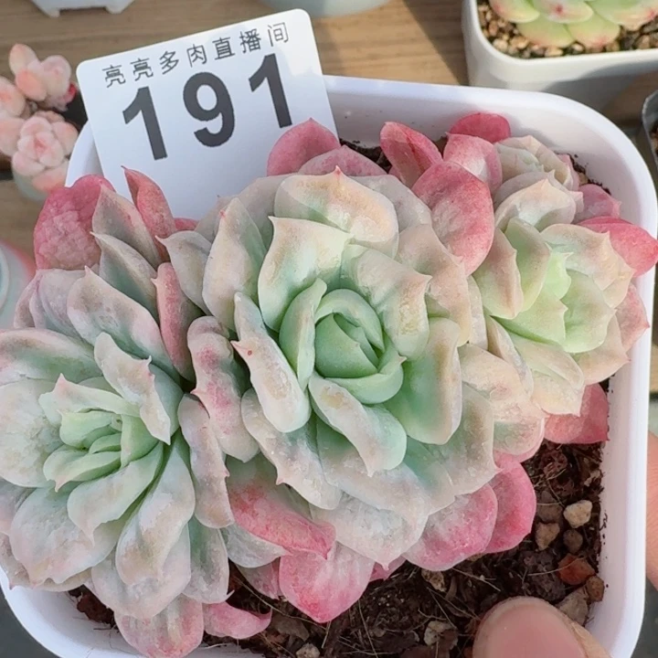 泡泡纱裙         精控精养多肉植物