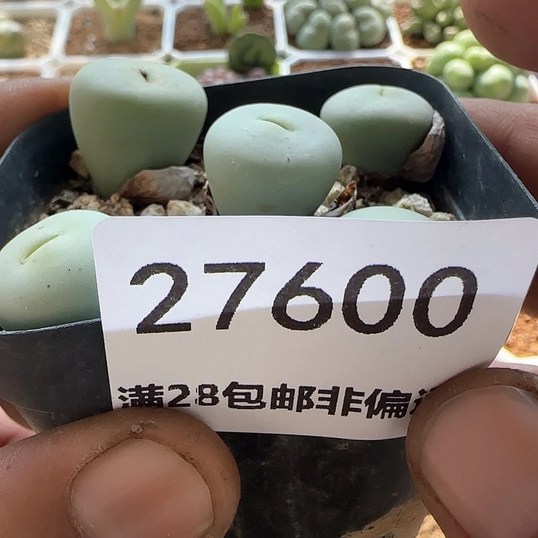 W****g脱土28包邮27600