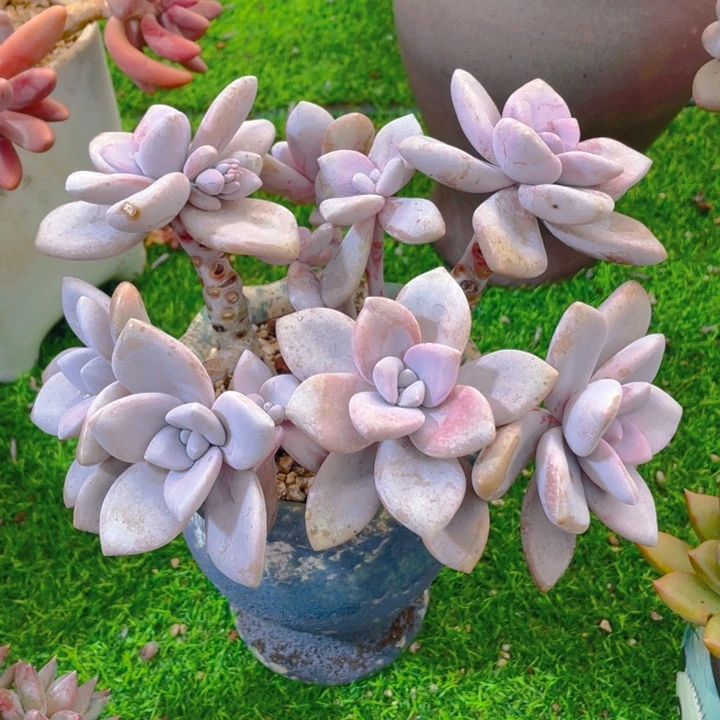 谢谢你的支持0000045