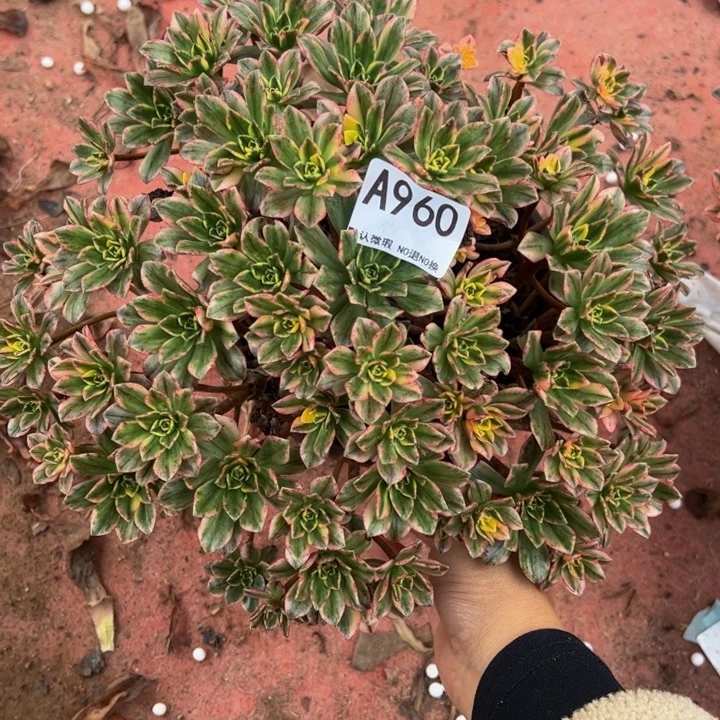 甜茶多肉植物960.