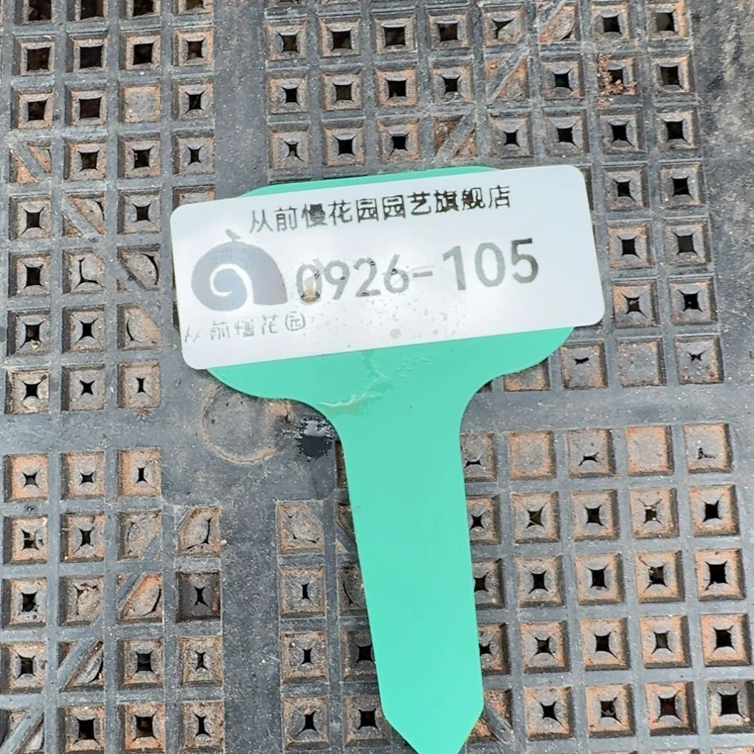 从前慢多肉精选超级0926.105