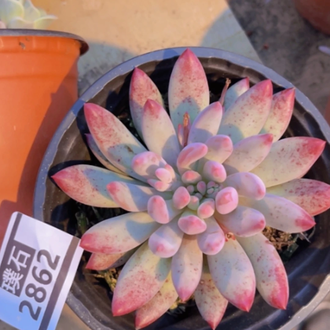 【闪购商品】虞美人2862