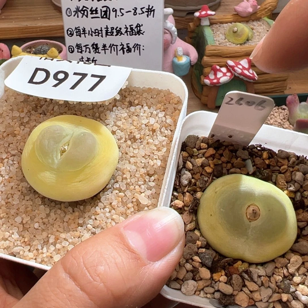 ゛****.08。日系桃尻娘母本