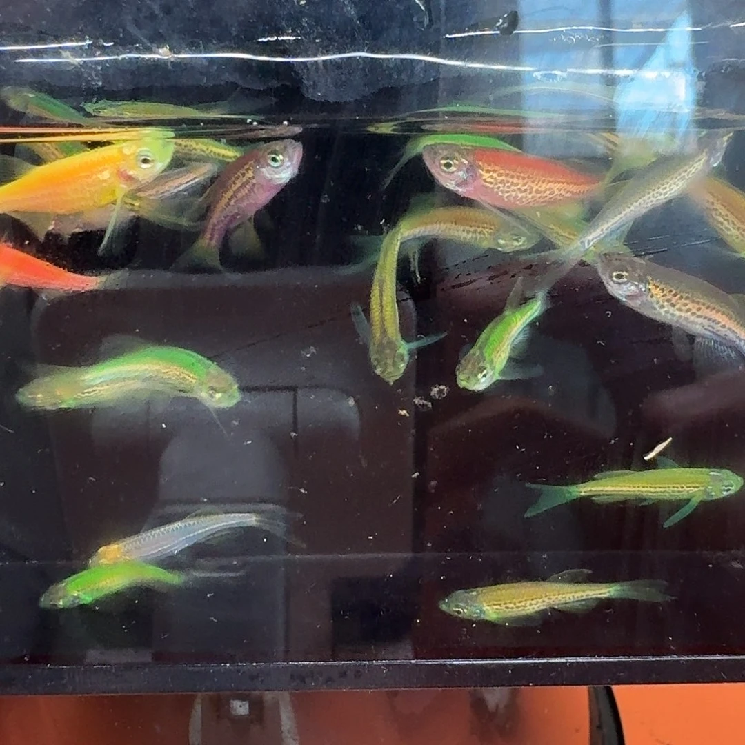 斑马鱼2组包邮1.5-2cm豹纹蝶翼斑马苗子10条