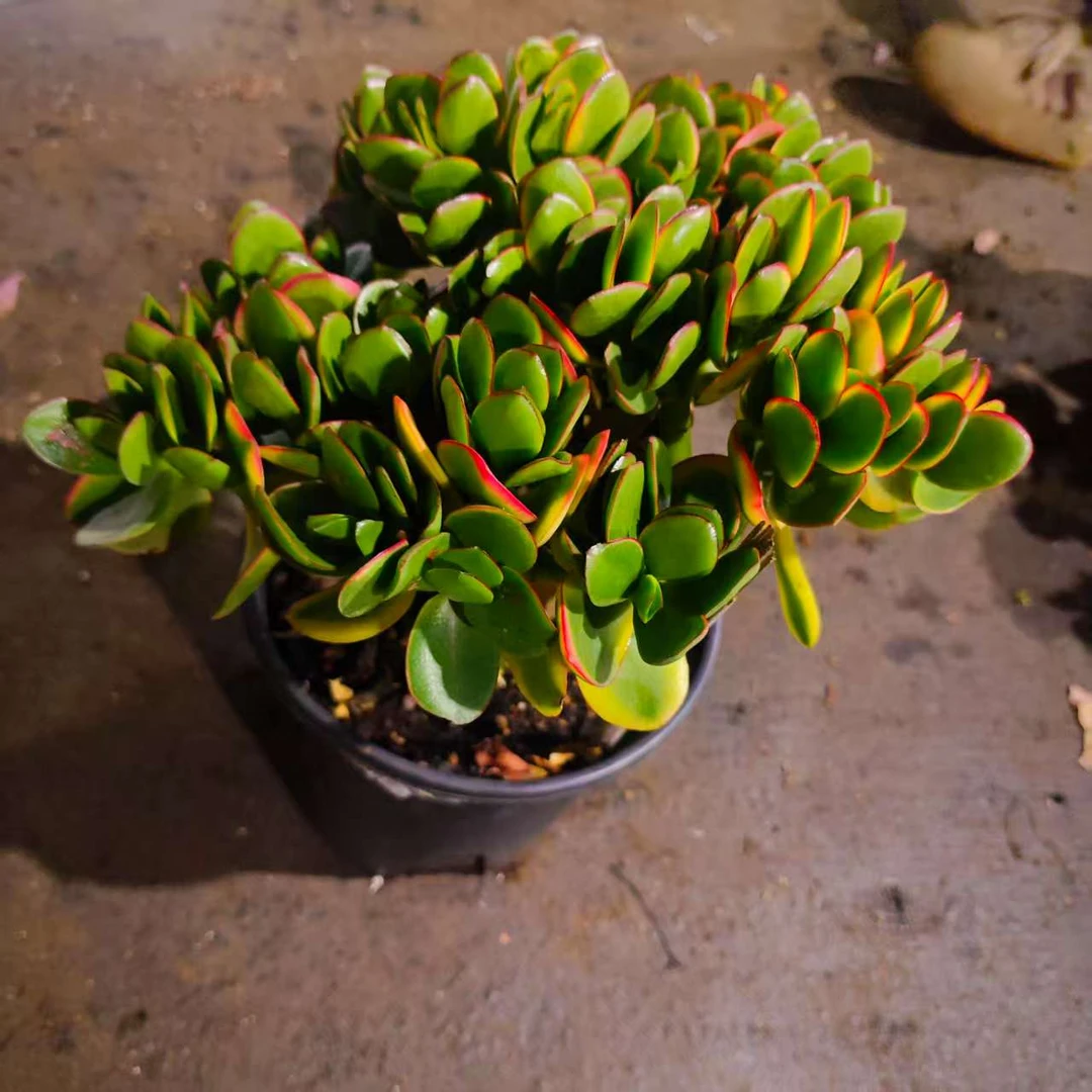 独杆新花月锦LZ 小号 雪山多肉植物好看新手闭眼入阳台庭院一单