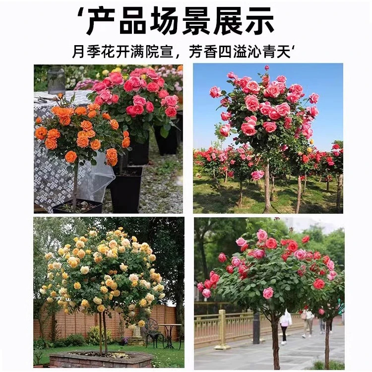 嫁接多色树桩月季庭院彩色棒棒糖月季花苗特大花树状四季开花盆栽