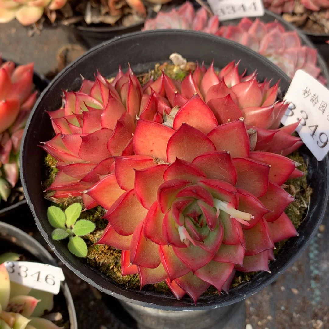 3349杂交精品基地10厘米