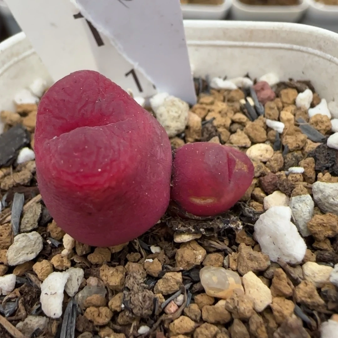 12.13。  1800.22。  2016