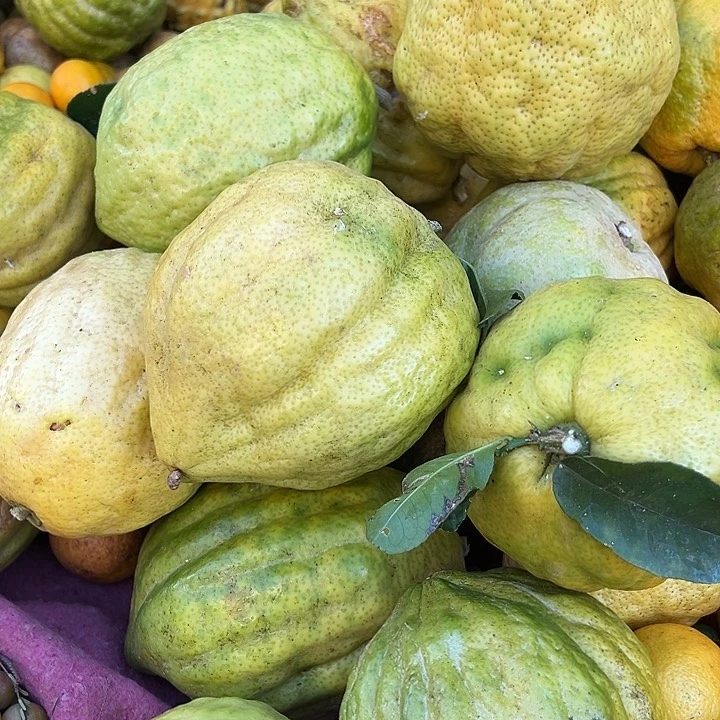 中国大陆香橼一个