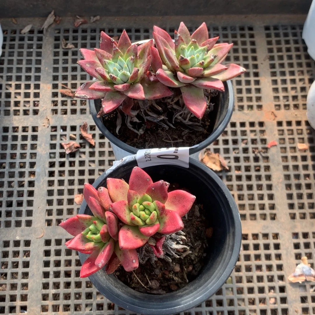 熊*两颗苹果叶，2月8日发货多肉