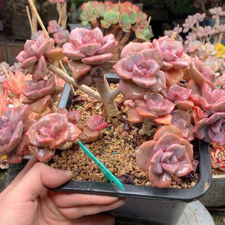 无花朵多肉植物一物一拍186