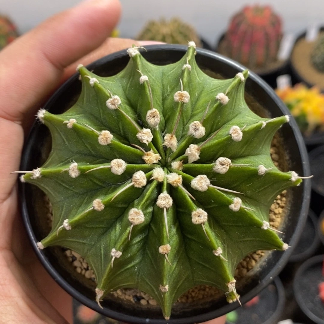 13棱大肋骨—带盆土发货7