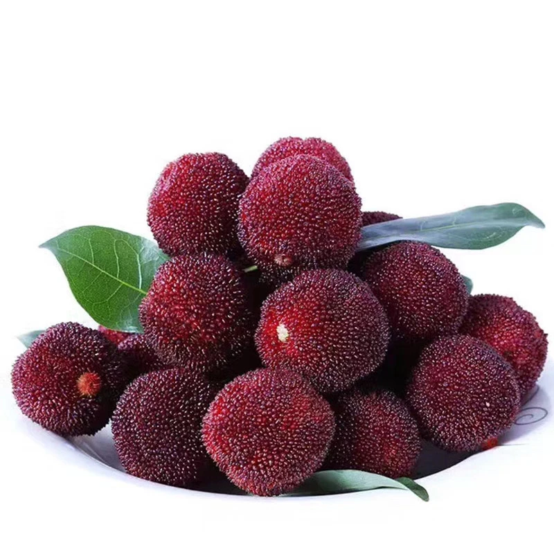 【到手10斤杨梅酒】正宗温州泰顺百丈杨梅大果新鲜杨梅现摘现发天关山米烧高山东魁杨梅酒泡酒专用杨梅美食